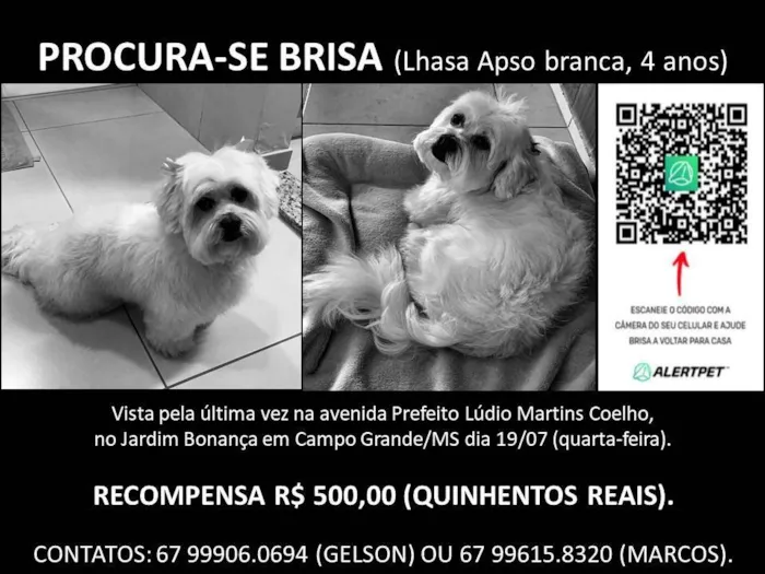 Cachorro ra a Lhasa Apso idade 4 anos nome GRATIFICA - Brisa