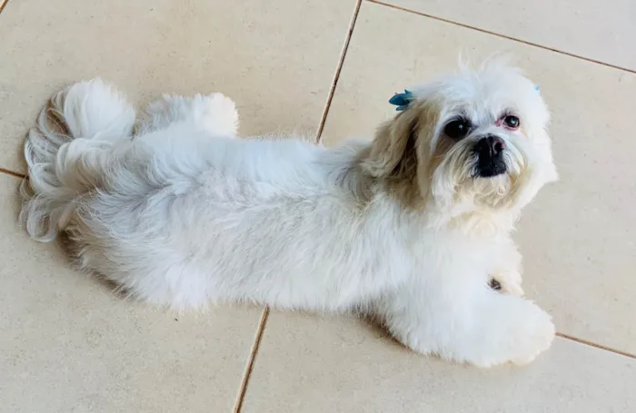 Cachorro ra a Lhasa Apso idade 4 anos nome GRATIFICA - Brisa