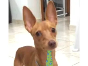 Cachorro raça Pinscher idade 7 a 11 meses nome Pingo 