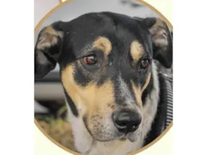 Cachorro raça Mestico  idade 1 ano nome Negao 