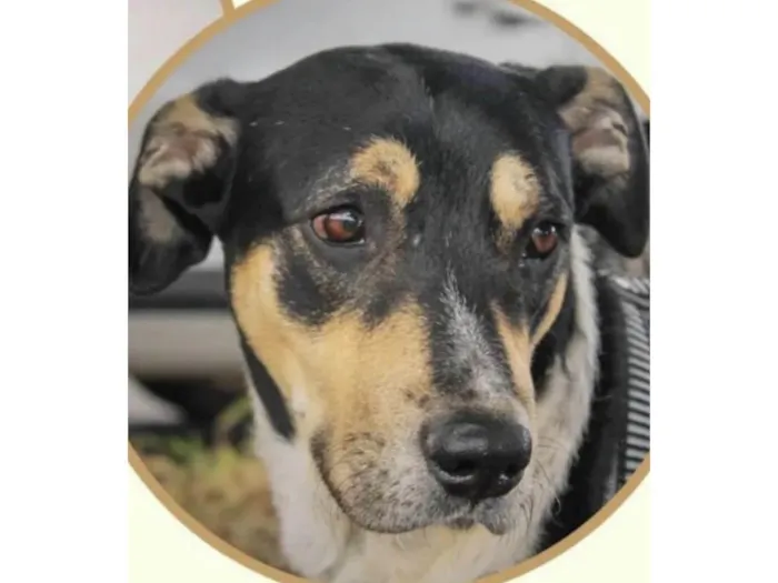 Cachorro ra a Mestico  idade 1 ano nome Negao 