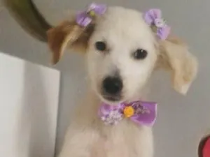 Cachorro raça SRD-ViraLata idade 2 a 6 meses nome VICK, FÊMEA