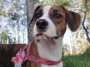 Cachorro raça Srd idade 7 a 11 meses nome ESTRELA