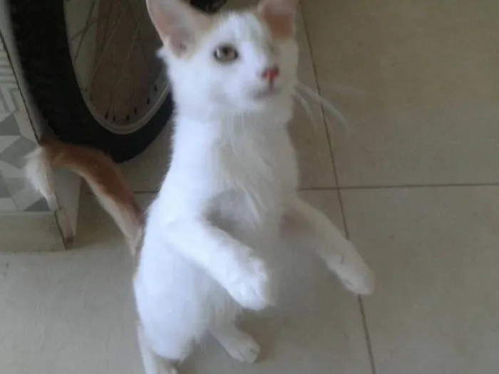 Gato ra a Srd idade 2 a 6 meses nome Migui
