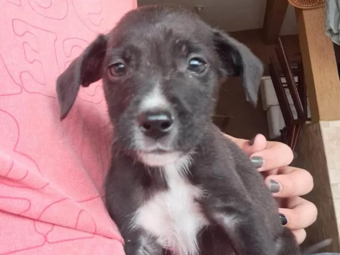 Cachorro ra a SRD idade 2 a 6 meses nome Sem nome