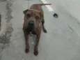 Chiquinha