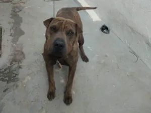 Cachorro raça sharpull idade 7 a 11 meses nome Chiquinha