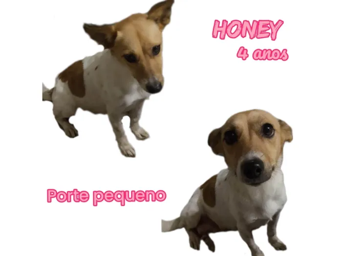 Cachorro raça  idade 4 anos nome Honey