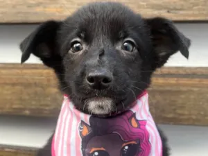 Cachorro raça SRD-ViraLata idade 2 a 6 meses nome Claudia