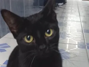 Gato raça SRD idade 2 anos nome Não sei como se chama 