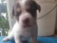 Não tem 