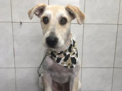 Cachorro raça  idade 1 ano nome desconhecido