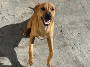 Cachorro raça SRD-ViraLata idade 2 a 6 meses nome Paçoca