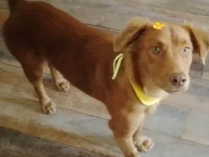 Cachorro raça SRD-ViraLata idade  nome MEL
