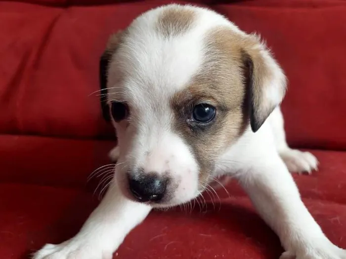 Cachorro ra a SRD-ViraLata idade Abaixo de 2 meses nome Sem nome