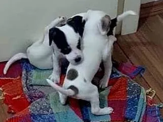 Cachorro ra a SRD-ViraLata idade Abaixo de 2 meses nome Sem nome