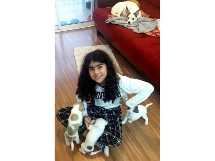 Cachorro ra a SRD-ViraLata idade Abaixo de 2 meses nome Sem nome
