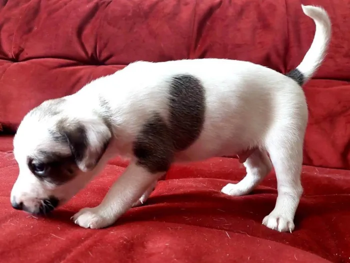 Cachorro ra a SRD-ViraLata idade Abaixo de 2 meses nome Sem nome