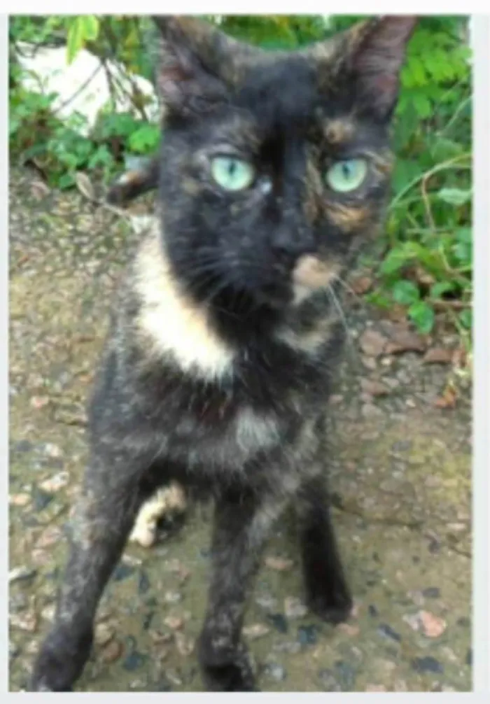Gato ra a srd escaminha rosét  idade 7 a 11 meses nome ISABELE