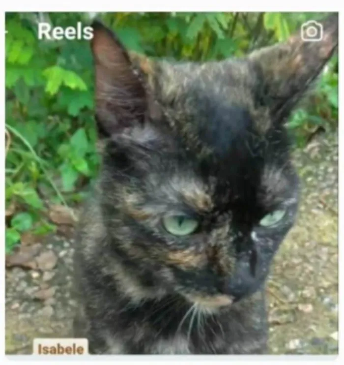 Gato ra a srd escaminha rosét  idade 7 a 11 meses nome ISABELE