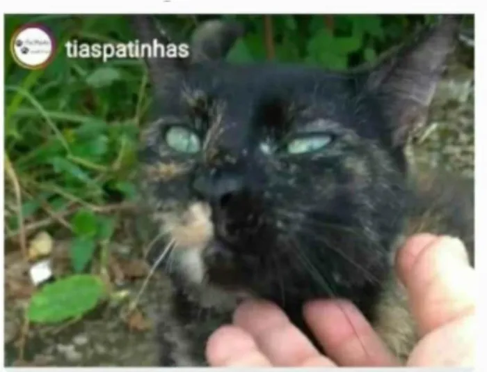 Gato ra a srd escaminha rosét  idade 7 a 11 meses nome ISABELE