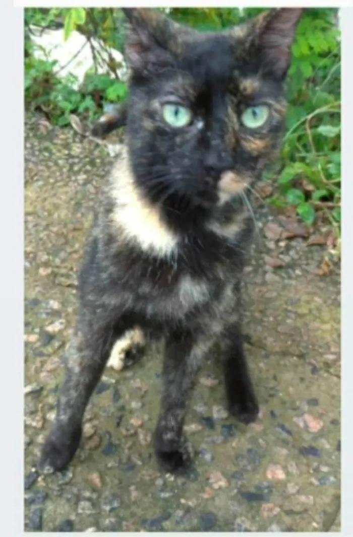 Gato ra a srd escaminha rosét  idade 7 a 11 meses nome ISABELE