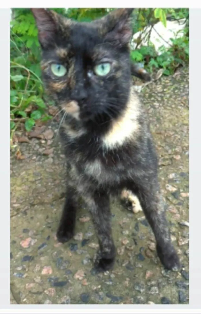 Gato ra a srd escaminha rosét  idade 7 a 11 meses nome ISABELE
