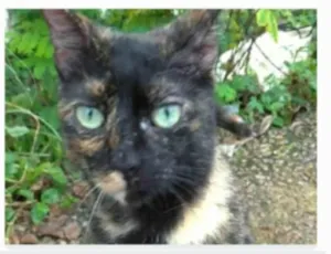 Gato raça srd escaminha rosét  idade 7 a 11 meses nome ISABELE