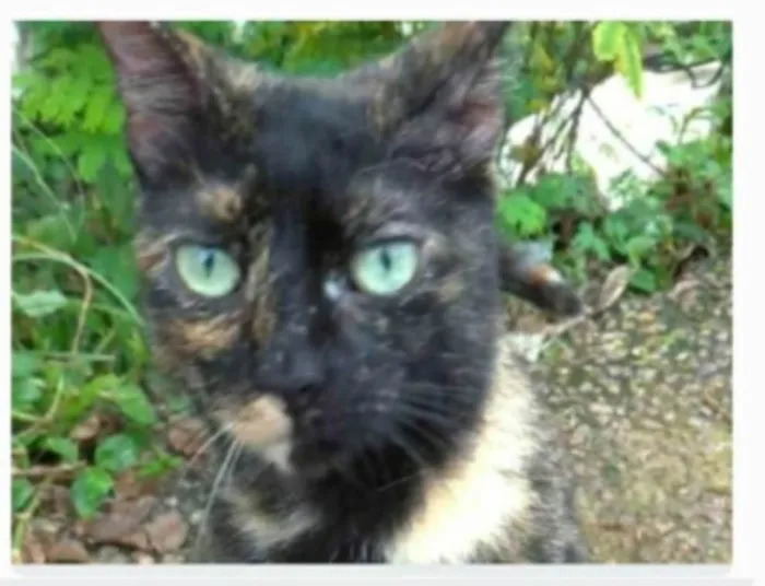 Gato ra a srd escaminha rosét  idade 7 a 11 meses nome ISABELE