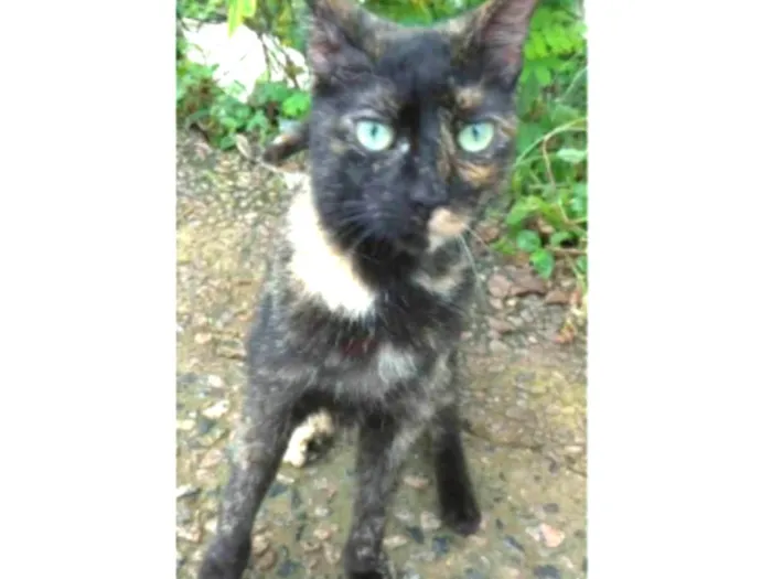 Gato ra a srd escaminha rosét  idade 7 a 11 meses nome ISABELE