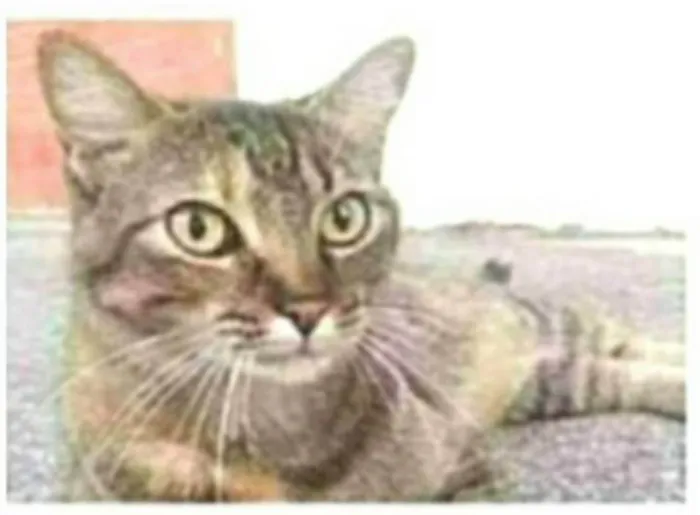 Gato ra a srd idade 2 anos nome JULLY