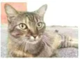 JULLY