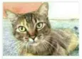 JULLY