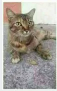 JULLY