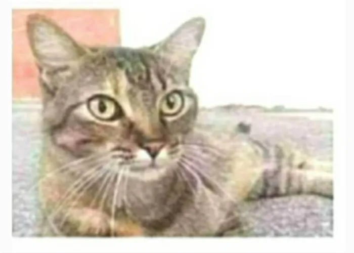 Gato ra a srd idade 2 anos nome JULLY