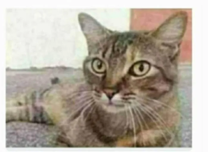 Gato ra a srd idade 2 anos nome JULLY