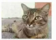JULLY