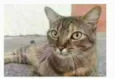 JULLY