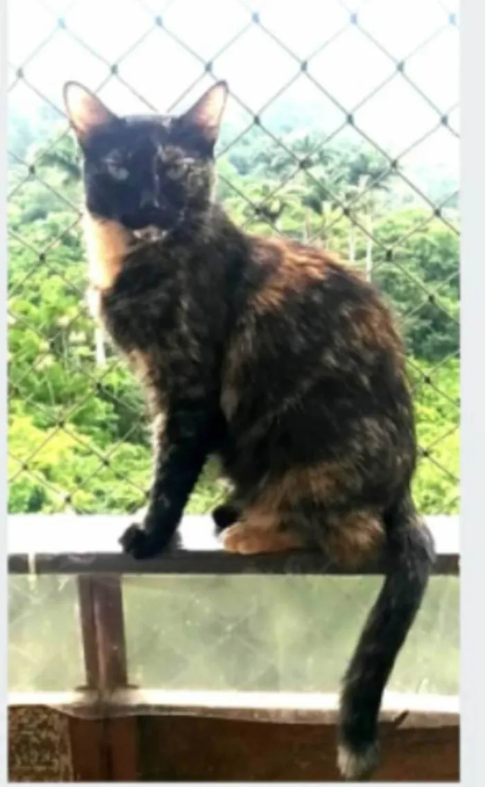 Gato ra a srd escaminha rosét  idade 5 anos nome MAG