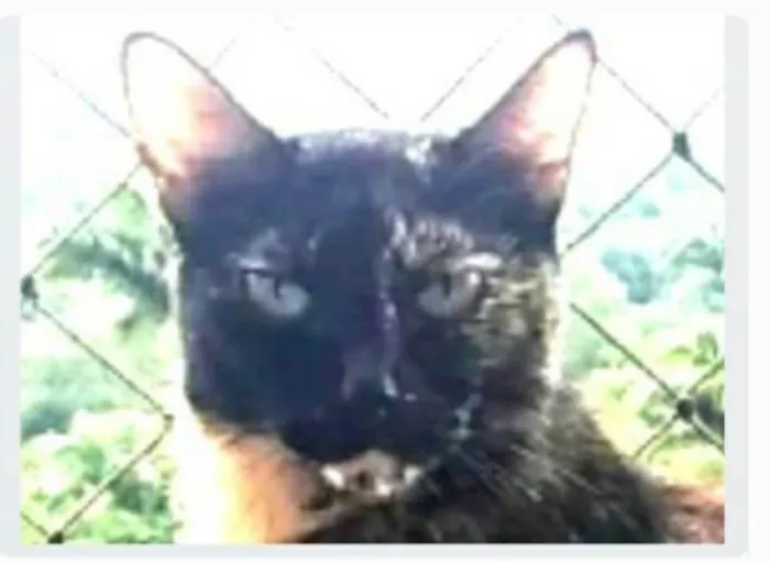 Gato ra a srd escaminha rosét  idade 5 anos nome MAG