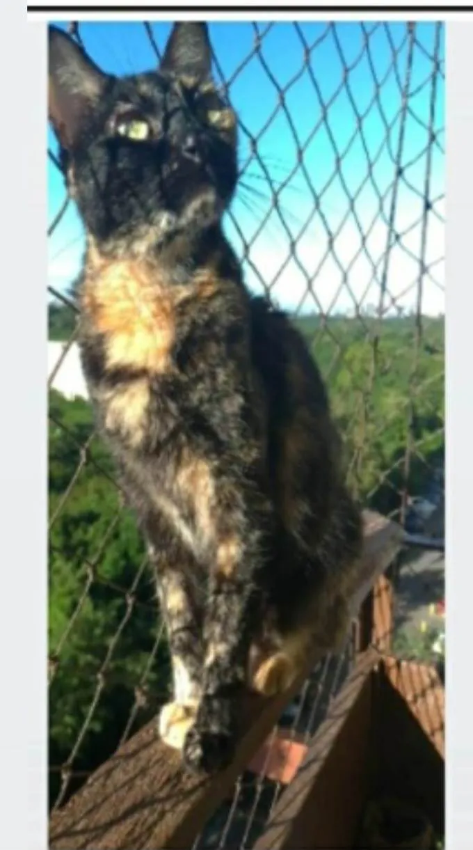 Gato ra a srd escaminha rosét  idade 5 anos nome MAG
