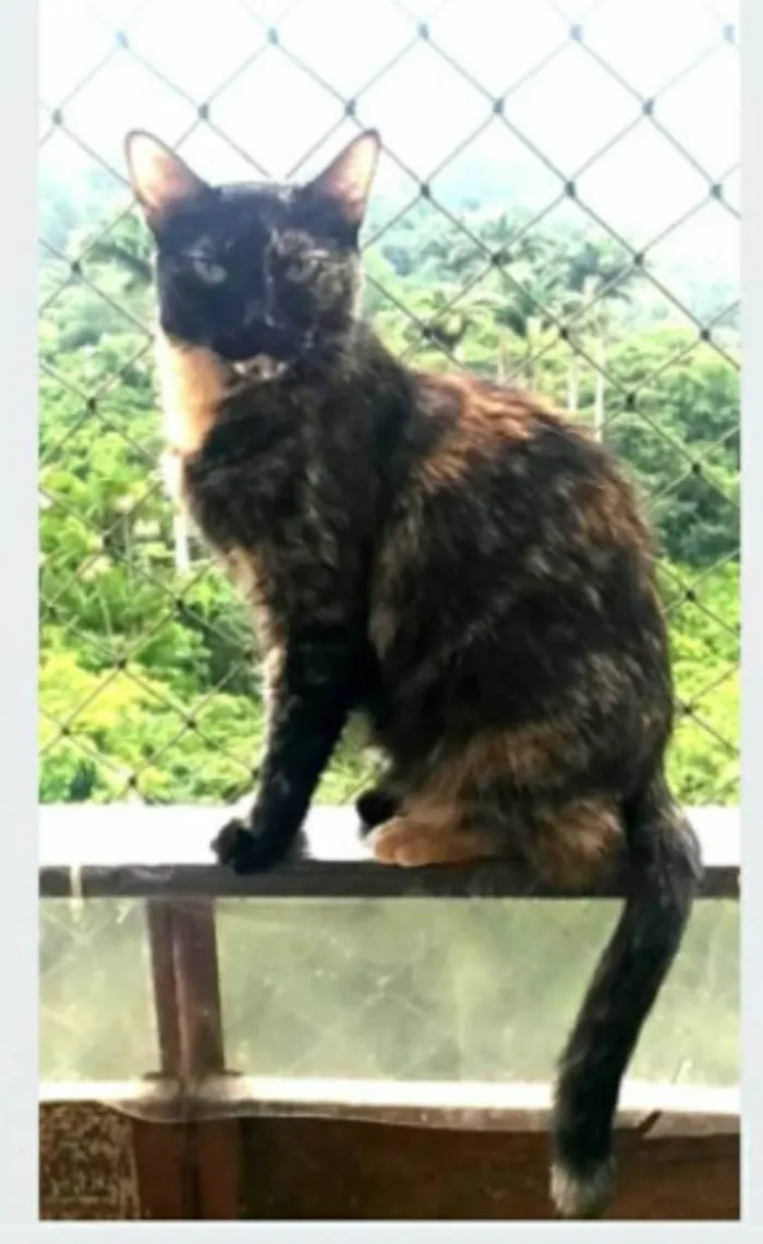 Gato ra a srd escaminha rosét  idade 5 anos nome MAG