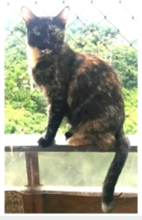 Gato ra a srd escaminha rosét  idade 5 anos nome MAG