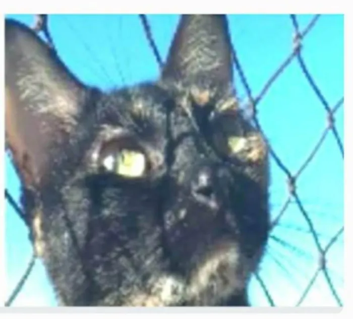 Gato ra a srd escaminha rosét  idade 5 anos nome MAG