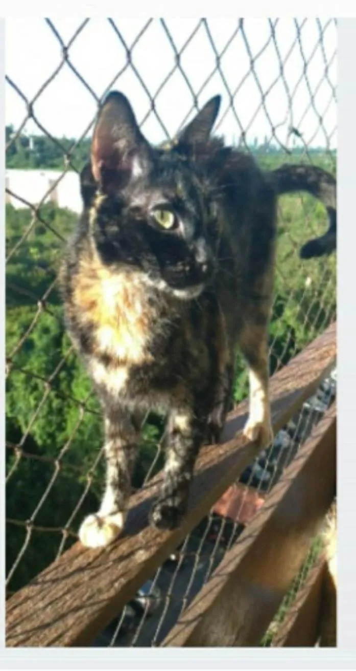 Gato ra a srd escaminha rosét  idade 5 anos nome MAG