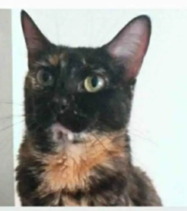 Gato ra a srd escaminha rosét  idade 5 anos nome MAG
