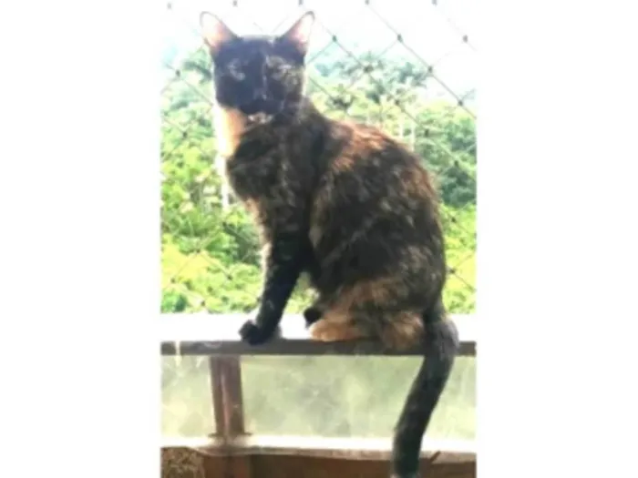 Gato ra a srd escaminha rosét  idade 5 anos nome MAG