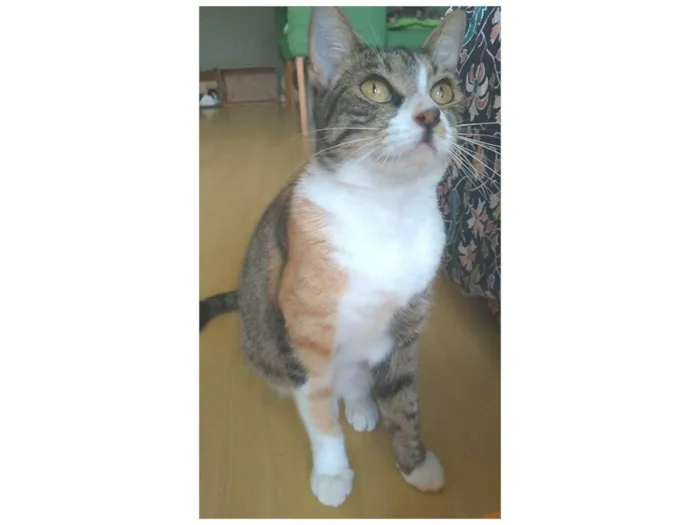 Gato ra a srd idade 7 a 11 meses nome TYNNA