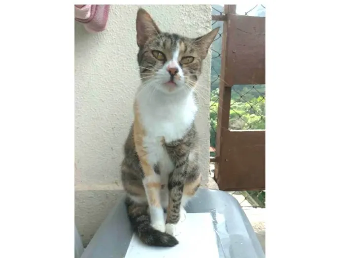 Gato ra a srd idade 7 a 11 meses nome TYNNA