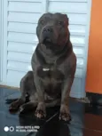 Cachorro raça América Staffordshire Terrier idade 2 anos nome Horus